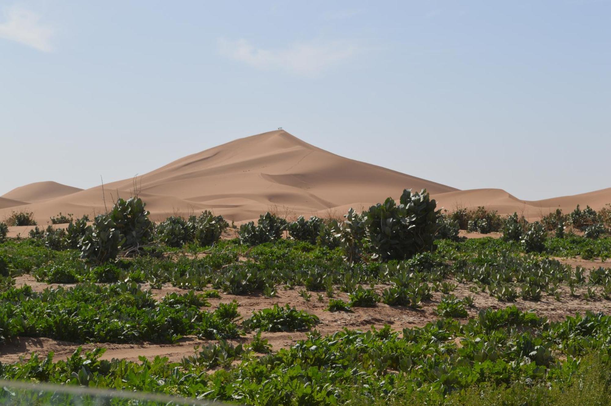 מלון Bivouac Les Nomades & Foum Zguid To Chegaga Tours מראה חיצוני תמונה